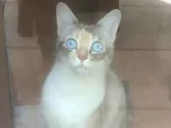 Gato ra a SRD idade 2 anos nome SAFIRA