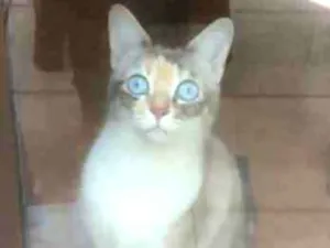 Gato raça SRD idade 2 anos nome SAFIRA
