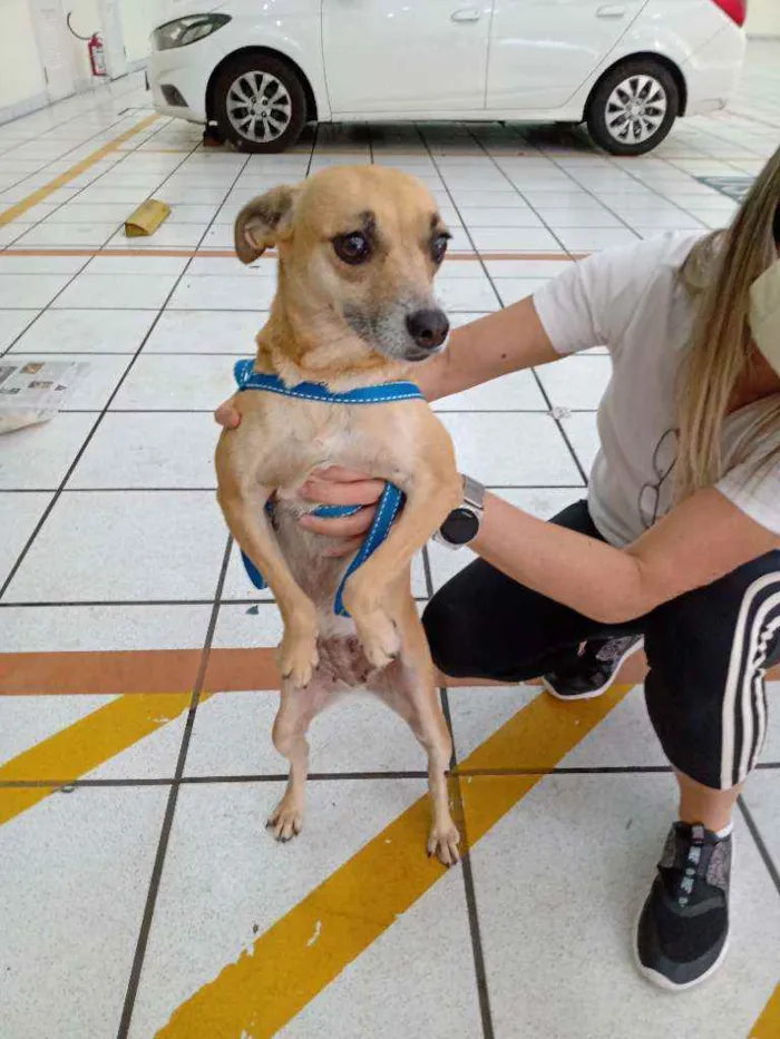 Cachorro ra a SRD idade 1 ano nome Pipoca
