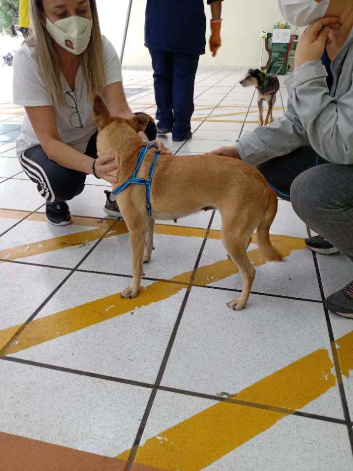 Cachorro ra a SRD idade 1 ano nome Pipoca
