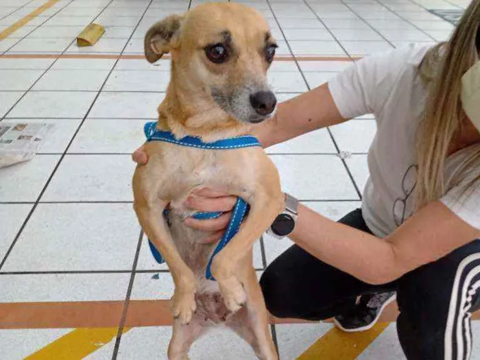 Cachorro ra a SRD idade 1 ano nome Pipoca