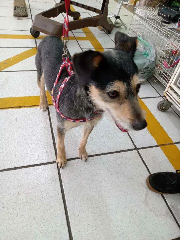 Cachorro ra a SRD idade 1 ano nome Aruk