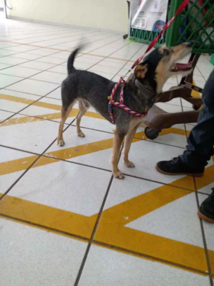 Cachorro ra a SRD idade 1 ano nome Aruk