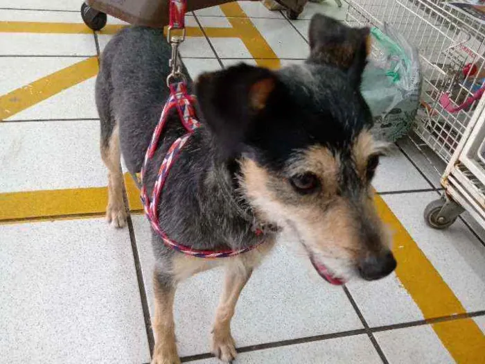 Cachorro ra a SRD idade 1 ano nome Aruk