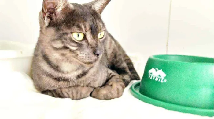 Gato ra a Srd idade 2 a 6 meses nome Smoke