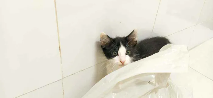 Gato ra a Srd idade 2 a 6 meses nome Pb