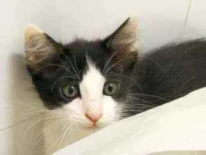 Gato raça Srd idade 2 a 6 meses nome Pb