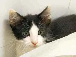 Gato ra a Srd idade 2 a 6 meses nome Pb