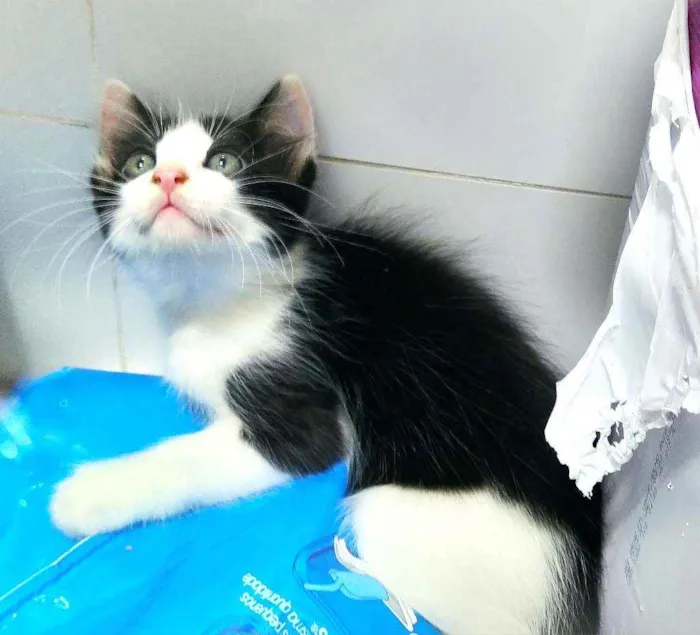 Gato ra a Srd idade 2 a 6 meses nome Pb