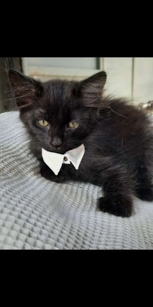 Gato ra a SRD-ViraLata idade Abaixo de 2 meses nome NESCAU