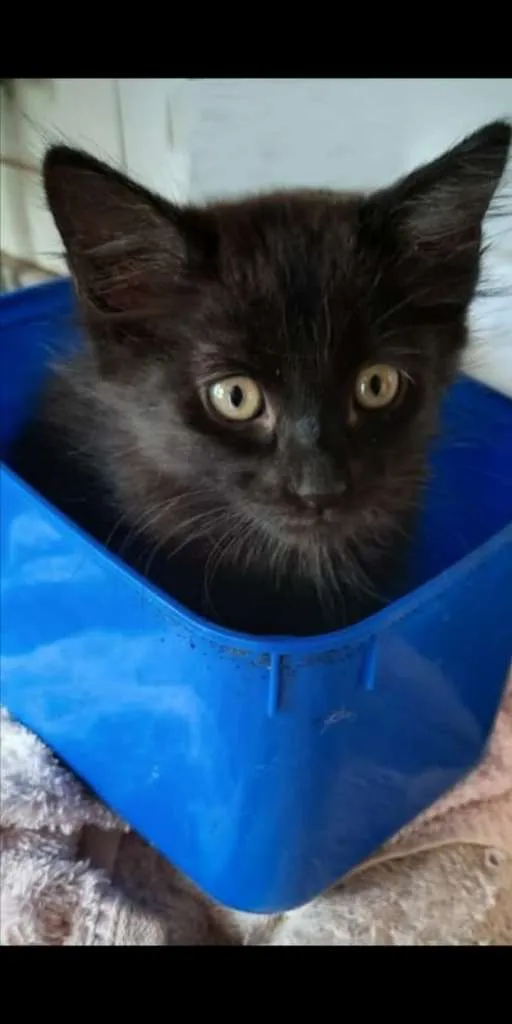 Gato ra a SRD-ViraLata idade Abaixo de 2 meses nome NESCAU