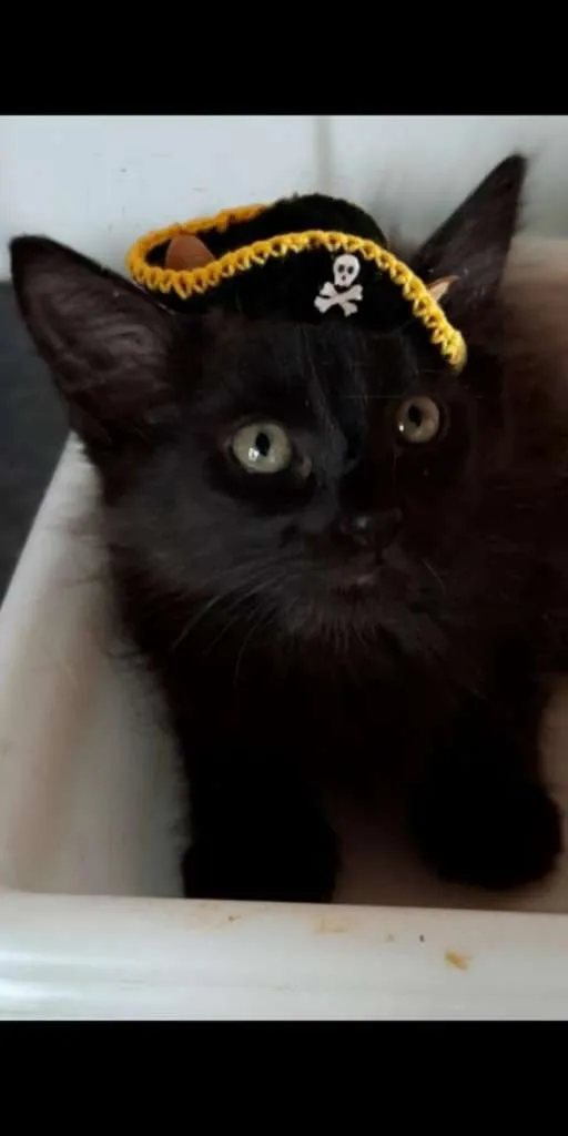 Gato ra a SRD-ViraLata idade Abaixo de 2 meses nome NESCAU