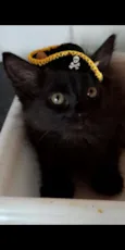 NESCAU