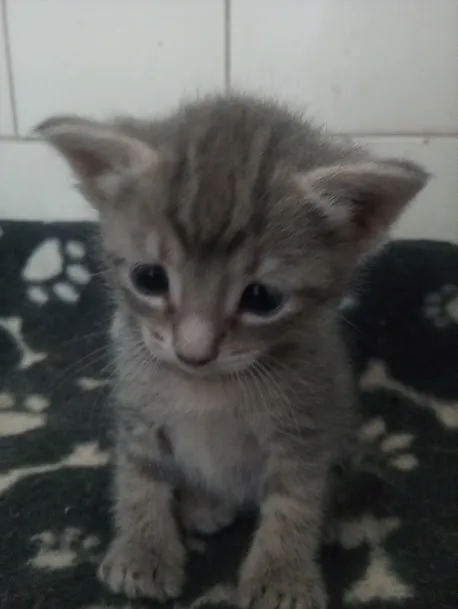 Gato ra a SRD-ViraLata idade Abaixo de 2 meses nome Jujuba