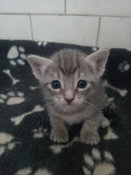 Gato ra a SRD-ViraLata idade Abaixo de 2 meses nome Jujuba