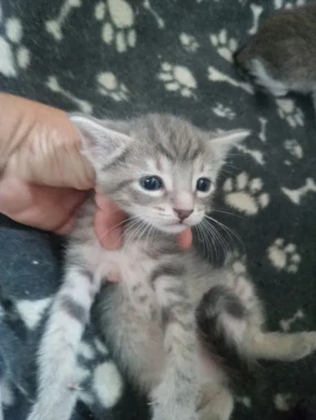 Gato ra a SRD-ViraLata idade Abaixo de 2 meses nome Jujuba