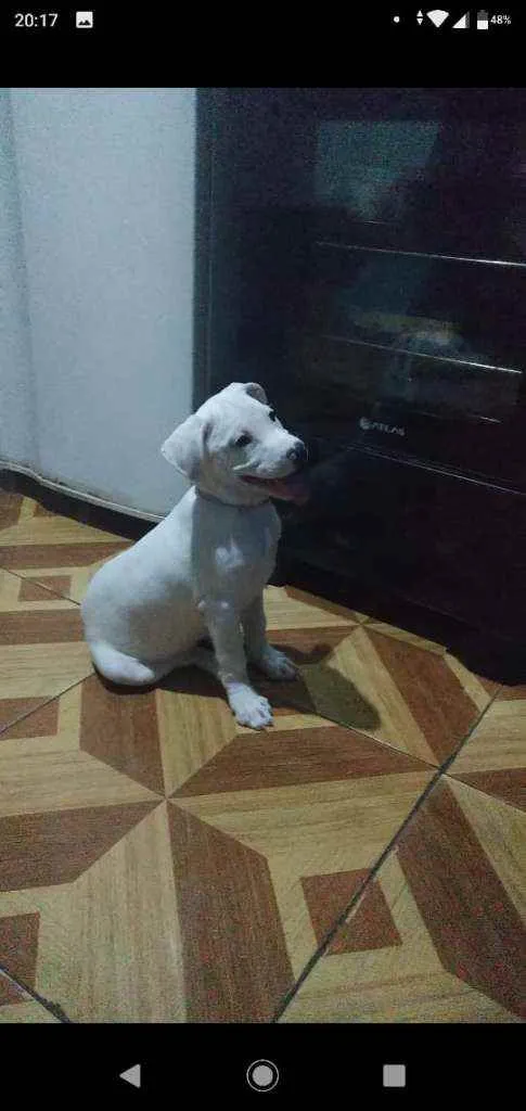 Cachorro ra a SRD idade 2 a 6 meses nome HULK