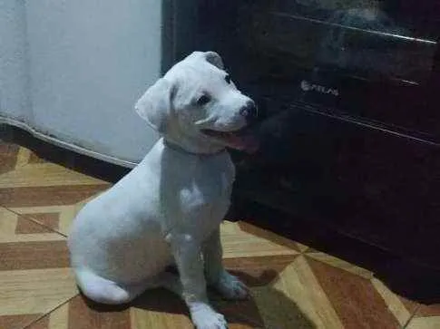 Cachorro ra a SRD idade 2 a 6 meses nome HULK