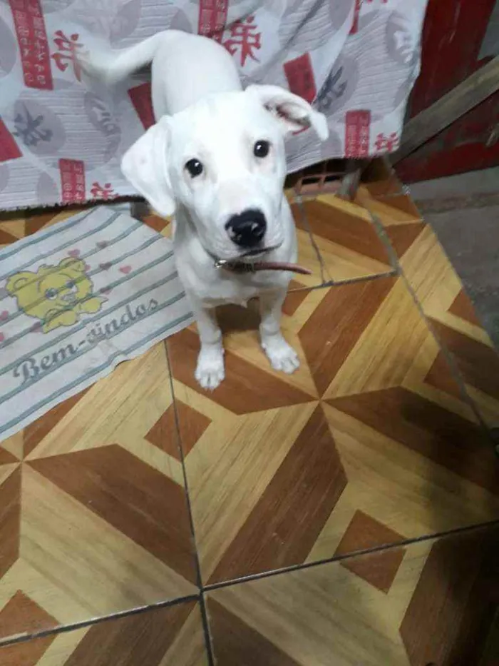 Cachorro ra a SRD idade 2 a 6 meses nome HULK