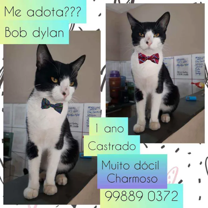 Gato raça SRD idade 1 ano nome Boa dylan