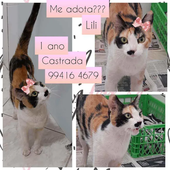 Gato raça SRD idade 1 ano nome Lili 