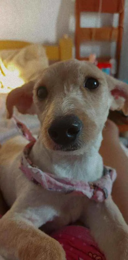 Cachorro ra a Vira lata  idade 7 a 11 meses nome Dondoca