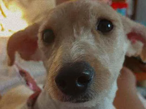 Cachorro ra a Vira lata  idade 7 a 11 meses nome Dondoca