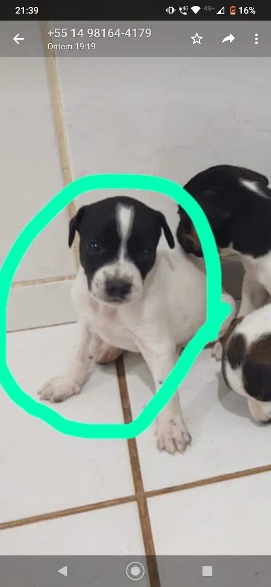 Cachorro ra a SRD-ViraLata idade Abaixo de 2 meses nome Rubi