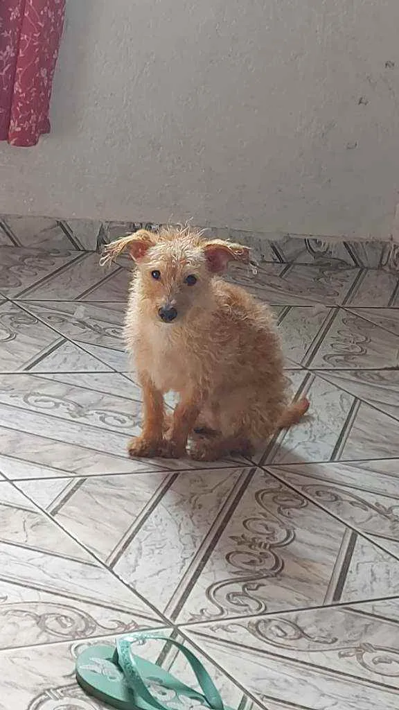 Cachorro ra a Vira lata  idade 7 a 11 meses nome Dondoca