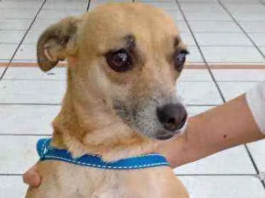 Cachorro ra a SRD idade 1 ano nome Pipoca