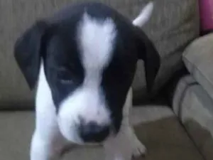 Cachorro raça SRD-ViraLata idade Abaixo de 2 meses nome Pimpolho