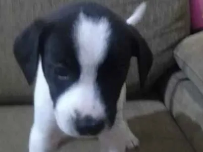 Cachorro raça SRD-ViraLata idade Abaixo de 2 meses nome Pimpolho