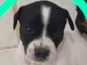 Cachorro ra a SRD-ViraLata idade Abaixo de 2 meses nome Rubi