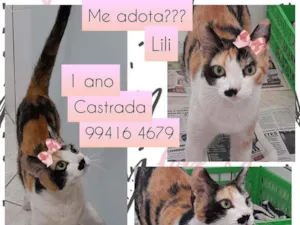 Gato raça SRD idade 1 ano nome Lili 