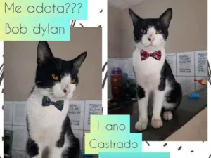 Gato raça SRD idade 1 ano nome Boa dylan