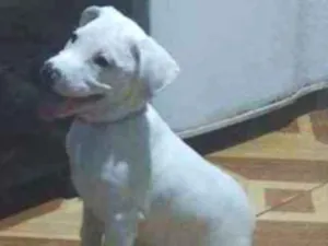 Cachorro raça SRD idade 2 a 6 meses nome HULK