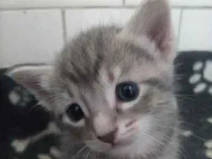 Gato raça SRD-ViraLata idade Abaixo de 2 meses nome Jujuba