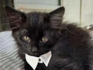 Gato raça SRD-ViraLata idade Abaixo de 2 meses nome NESCAU