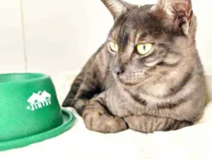 Gato raça Srd idade 2 a 6 meses nome Smoke