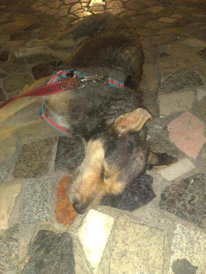 Cachorro ra a Vira lata idade 2 anos nome Maria
