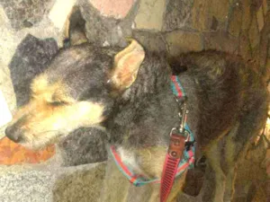 Cachorro raça Vira lata idade 2 anos nome Maria