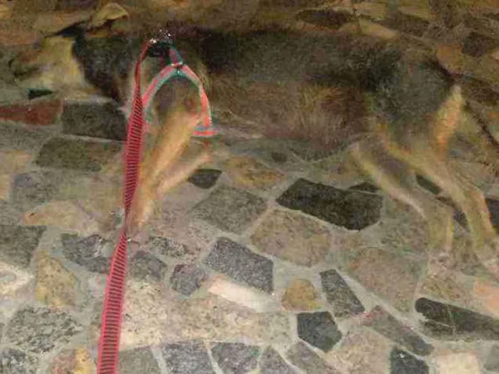 Cachorro ra a Vira lata idade 2 anos nome Maria