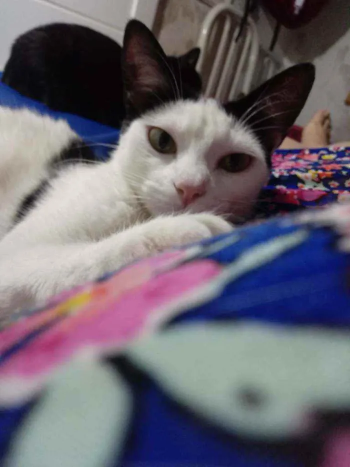 Gato raça Srd idade 2 a 6 meses nome Cherry