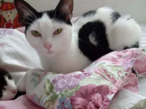 Gato raça Srd idade 2 a 6 meses nome Cherry
