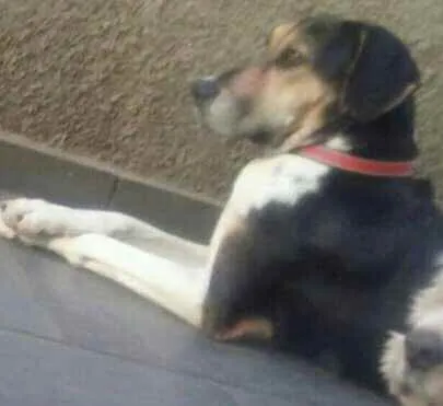 Cachorro raça Perdigueira  idade 1 ano nome Pandora