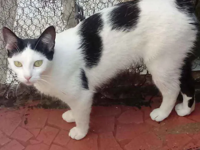 Gato raça Srd idade 2 a 6 meses nome Cherry