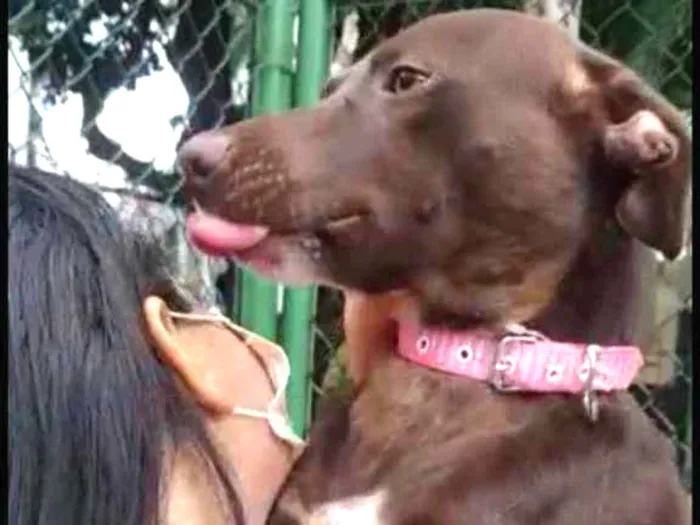 Cachorro raça Sem raça definida  idade 1 ano nome Chokito