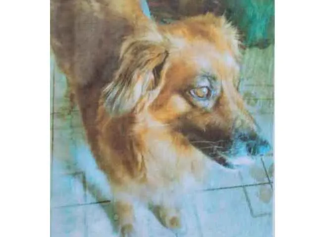 Cachorro ra a SRD idade 6 ou mais anos nome Tulipa 