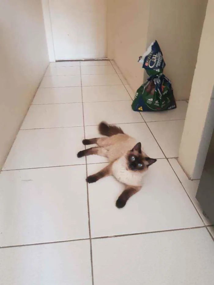 Gato ra a Gato idade 2 anos nome Valter