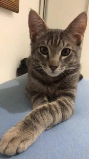Gato raça Vira-lata  idade 7 a 11 meses nome Teodoro 